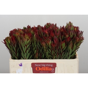 Leucadendron Safari Sunset