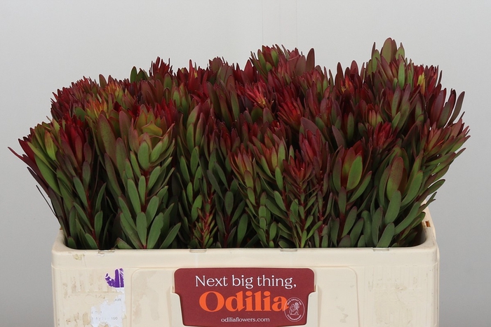 <h4>Leucadendron Safari Sunset</h4>