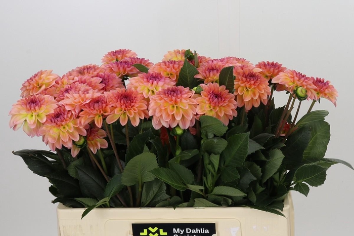 <h4>Dahlia Chanel</h4>