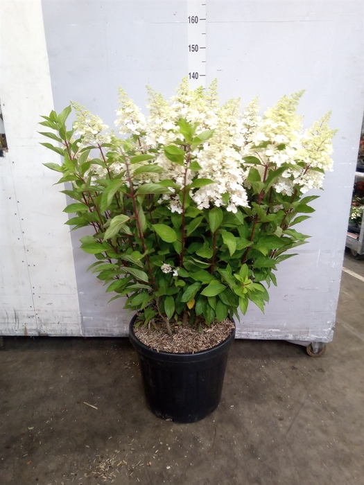 <h4>Hydrangea pan.</h4>