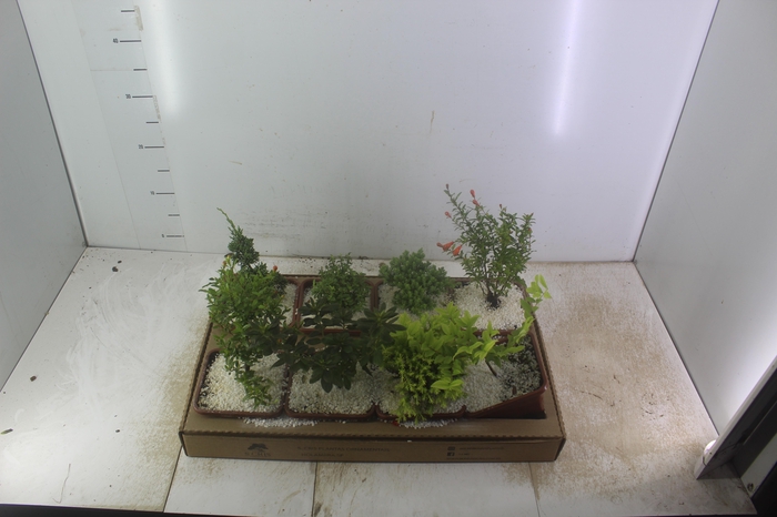 <h4>BONSAI JUNIOR VASO PLASTICO 1.1L</h4>