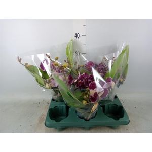 Phalaenopsis  'Muse Red'