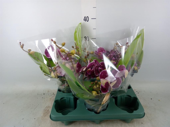 <h4>Phalaenopsis  'Muse Red'</h4>