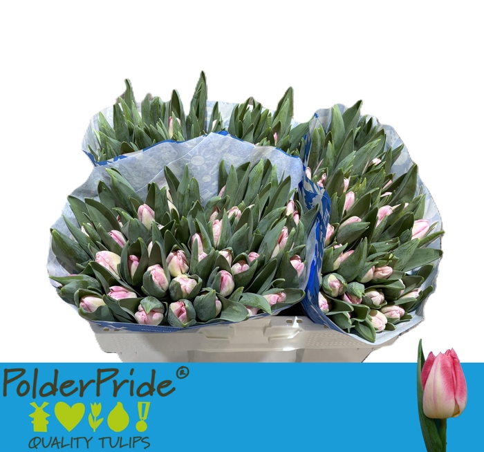 <h4>TU EN PULITZER</h4>