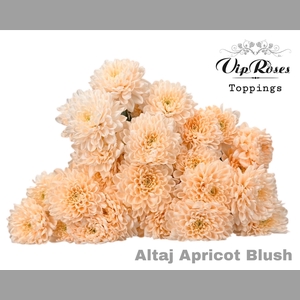 CHR T ALTAJ APRICOT BLUSH