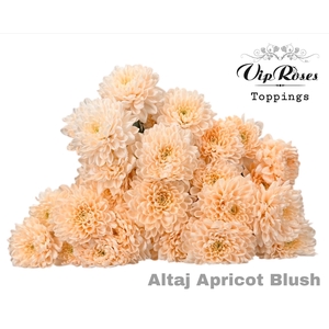 Chr T Altaj Apricot Blush