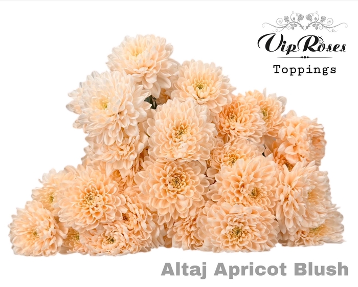 <h4>CHR T ALTAJ APRICOT BLUSH</h4>