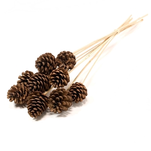 Pine C 5-7 Normal 10pc N