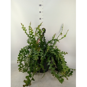 Epiphyllum anguliger