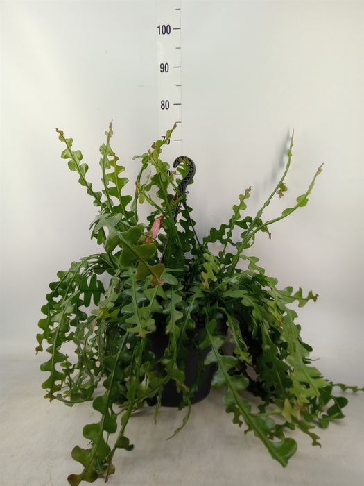 <h4>Epiphyllum anguliger</h4>