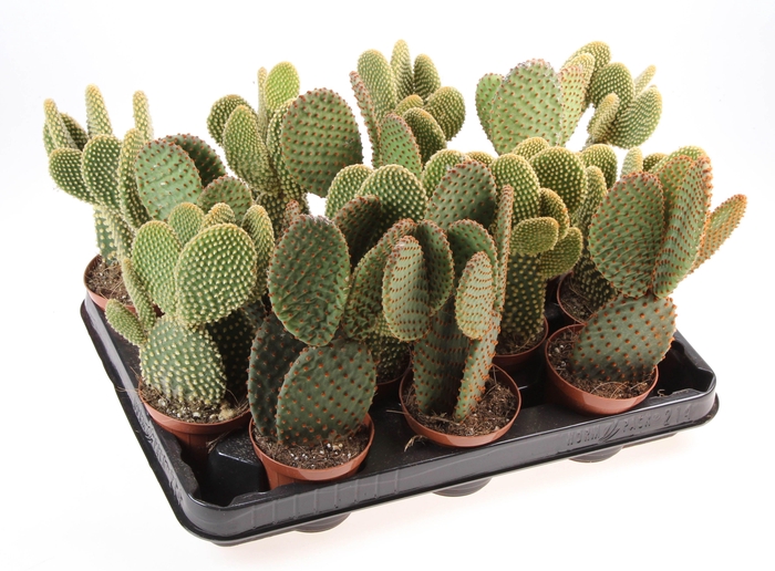 <h4>Opuntia Gemengd</h4>