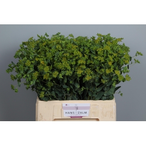 BUPLEURUM ROTUNDIFOL