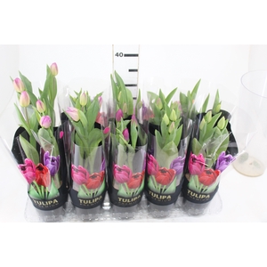 TULIPA VARIADO P12