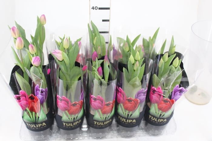TULIPA VARIADO P12