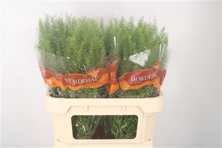 <h4>Lepidium Green Bell</h4>
