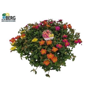 Portulaca gemengd in pot