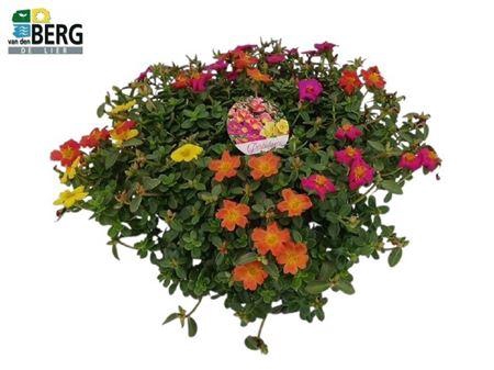 <h4>Portulaca gemengd in pot</h4>