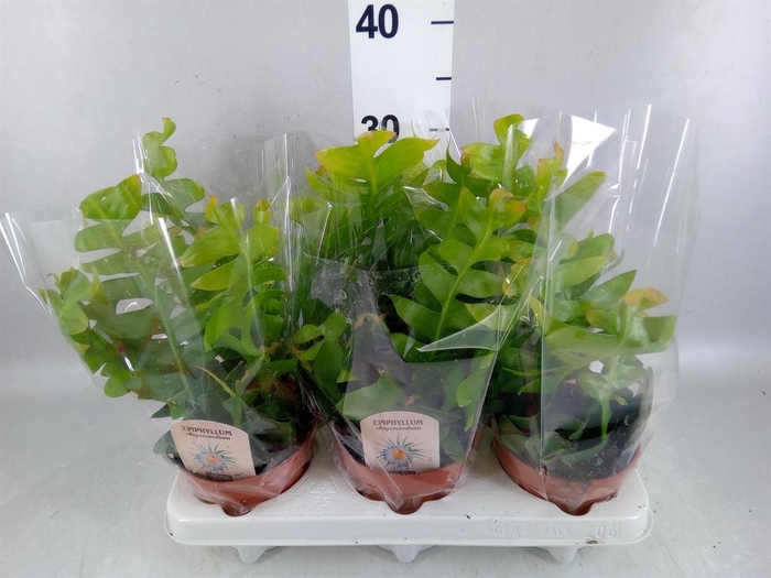 <h4>Epiphyllum   ...</h4>