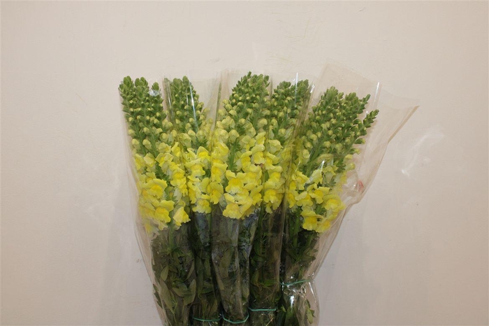 <h4>Antir Overig Yellow</h4>