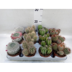 Cactus   ...mix