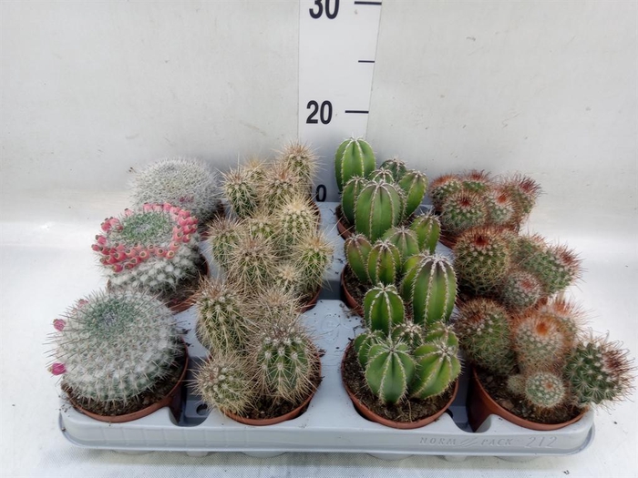 <h4>Cactus   ...mix</h4>