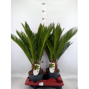 Cycas revoluta