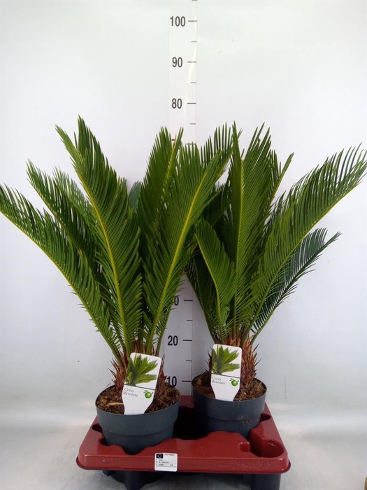<h4>Cycas revoluta</h4>