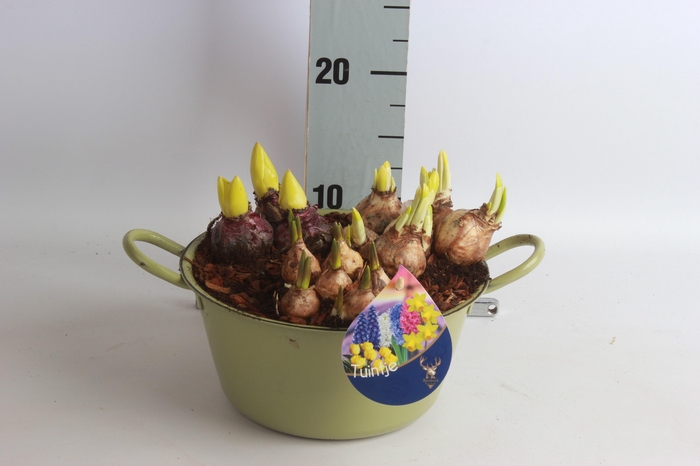 <h4>ARR BOL KNOLGEWAS</h4>