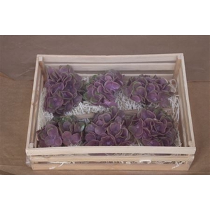 Wax Hydrangea Rosa\groen