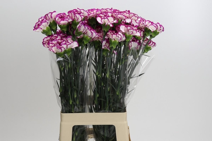 <h4>Dianthus St Kino</h4>