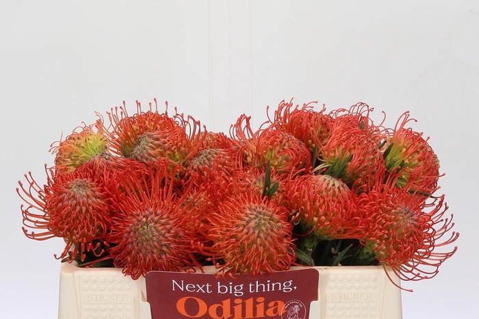 <h4>Nutans Succession</h4>