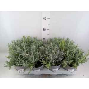 Lavandula angus.