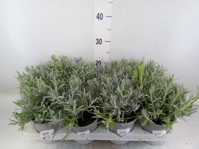 <h4>Lavandula angus.</h4>