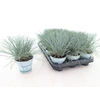 Festuca glauca Compacta Blue