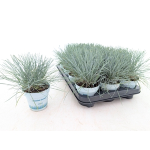 Festuca glauca Compacta Blue
