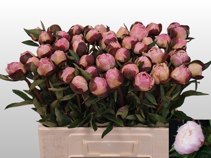 <h4>PAEO L GARDENIA</h4>