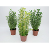 EUONYMUS VARIADO P19