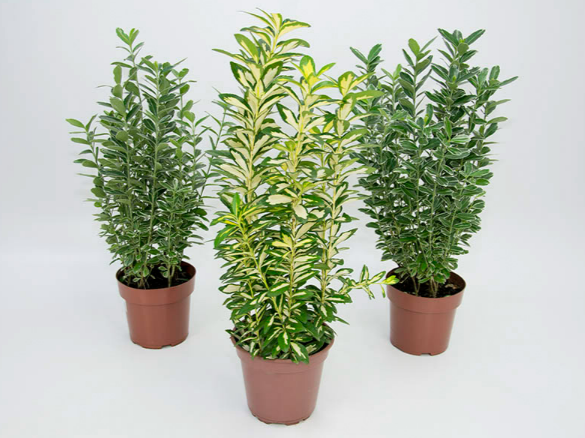 EUONYMUS VARIADO P19