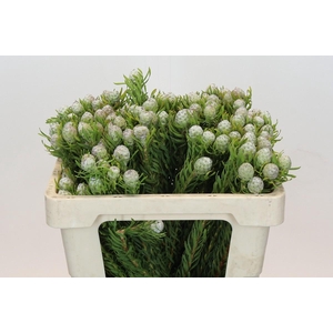 Leucadendron Ayoba Jade Pearl