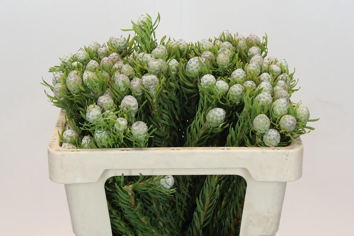 <h4>Leucadendron Ayoba Jade Pearl</h4>