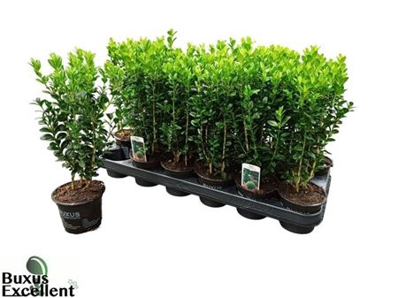 Buxu Sempervirens