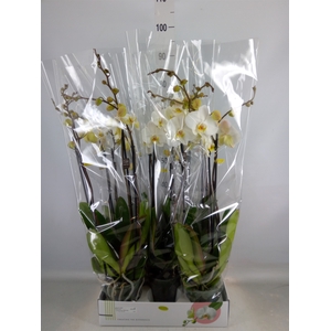 Phalaenopsis   ...white