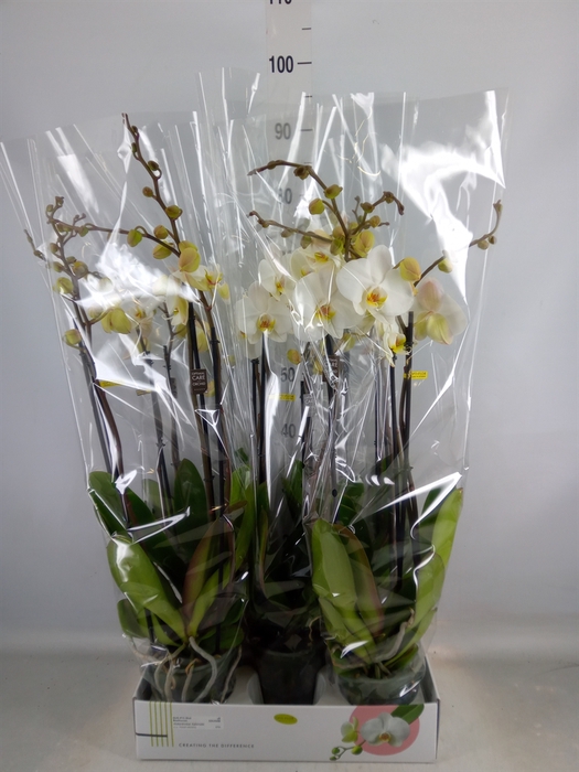 <h4>Phalaenopsis   ...white</h4>