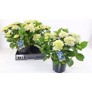 Hydr M Ankong 7-8++