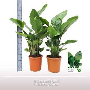 Strelitzia Nicolai 6pp