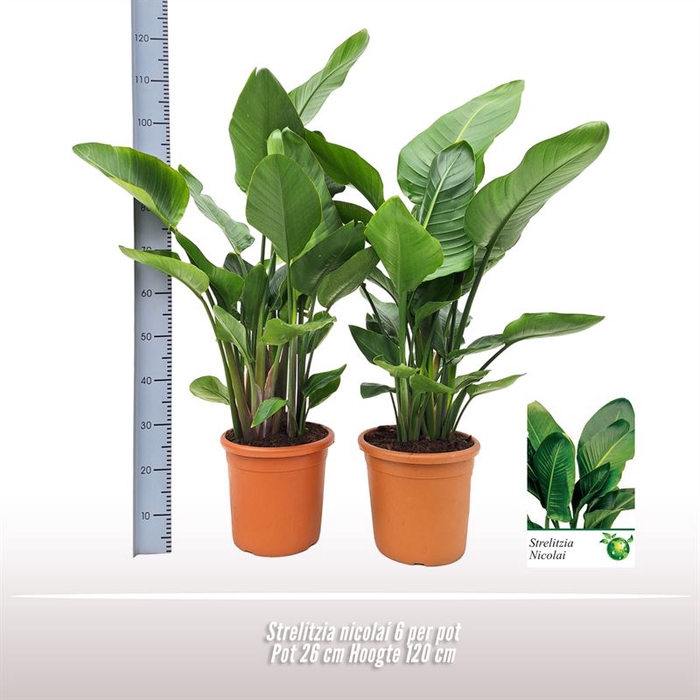 <h4>Strelitzia Nicolai 6pp</h4>