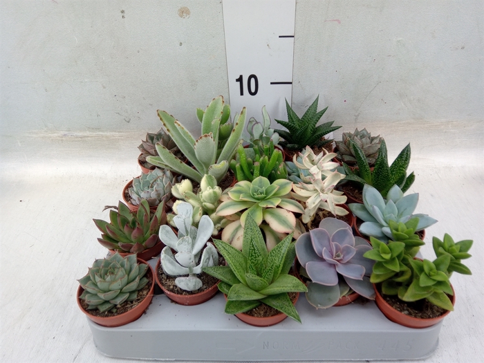 <h4>Succulents   ...</h4>