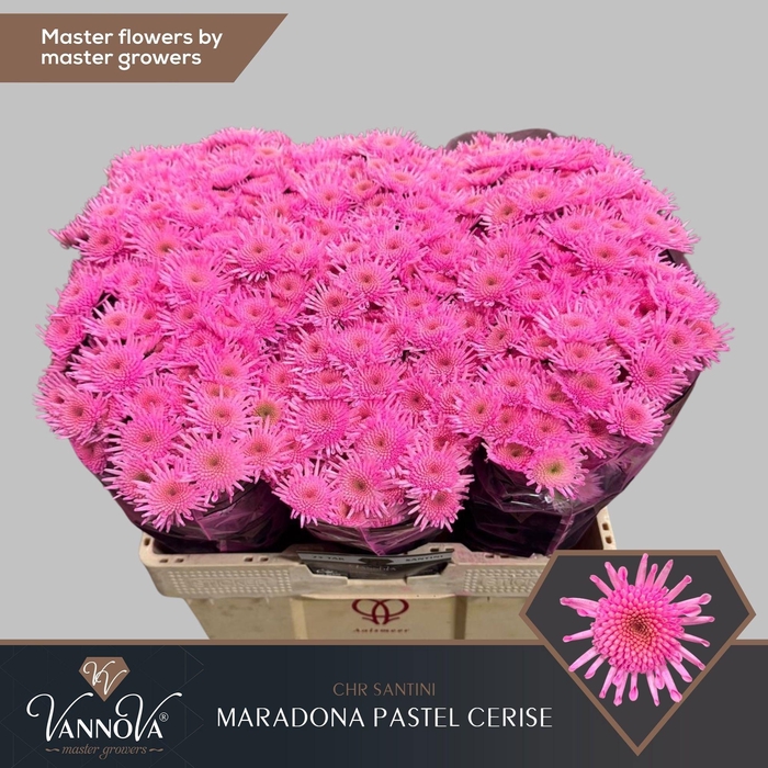 <h4>CHR S MARADON KLB H%</h4>