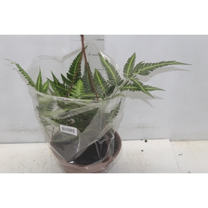 RUMOHRA ADIANTIFORMIS VARIEGATA C21