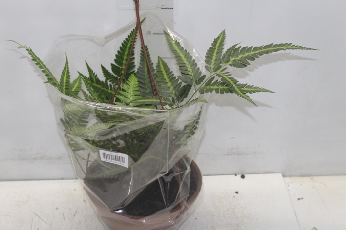 <h4>RUMOHRA ADIANTIFORMIS VARIEGATA C21</h4>